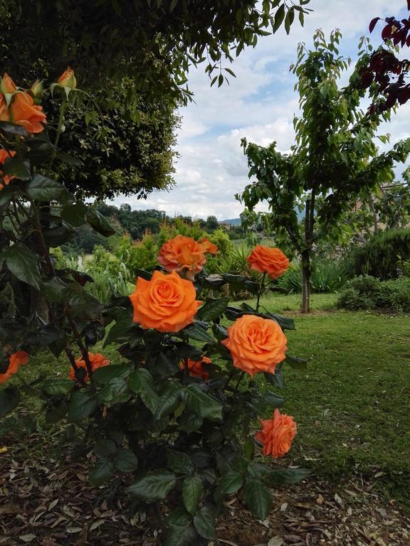 Madonna Della Rosa Lejlighed Chianciano Terme Eksteriør billede